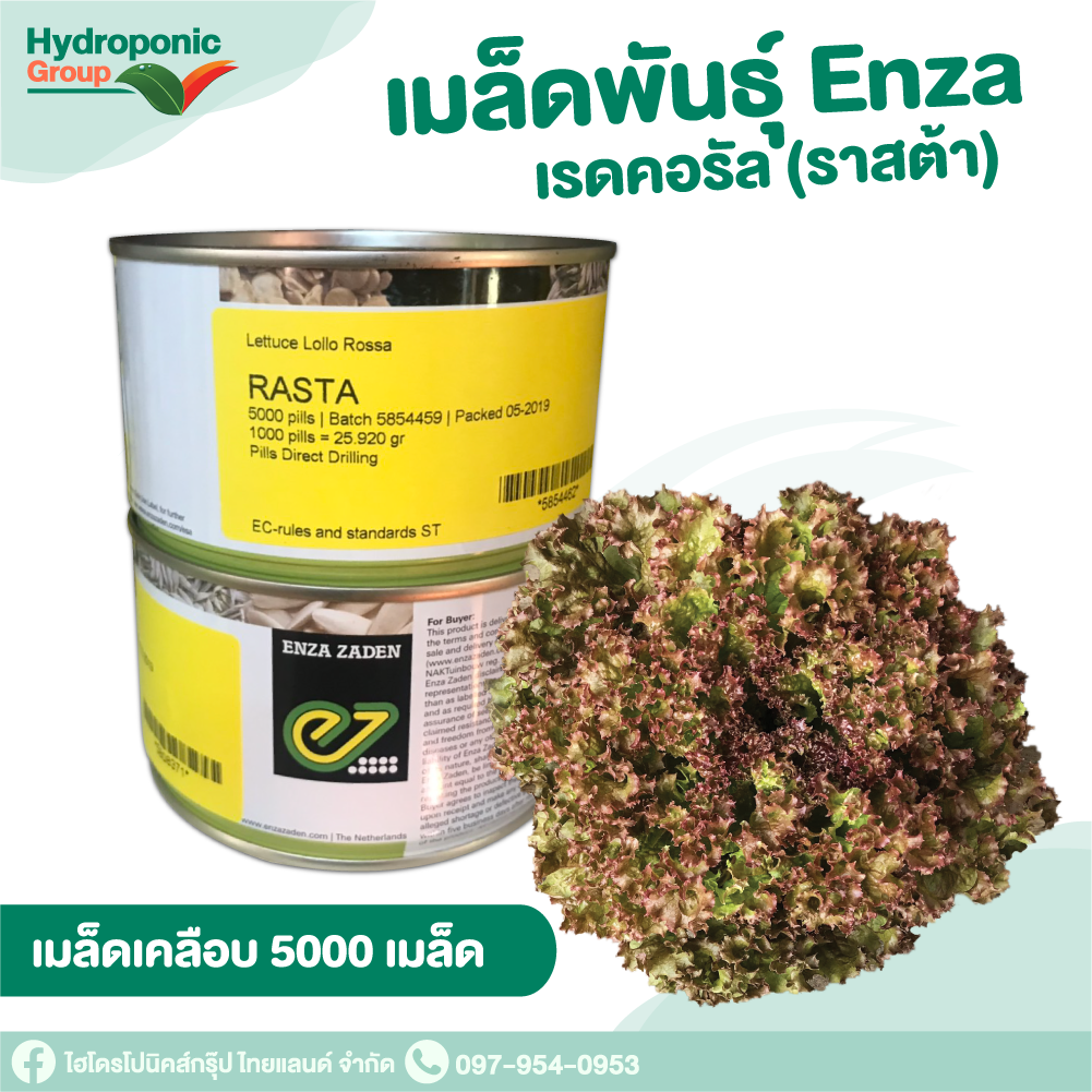 เมล็ดผักสลัด ราสต้า Lollo Rossa  5000 เมล็ด  #เมล็ดผักสลัด #ผักสลัด #เมล็ดพันธุ์ #ปลูกผัก