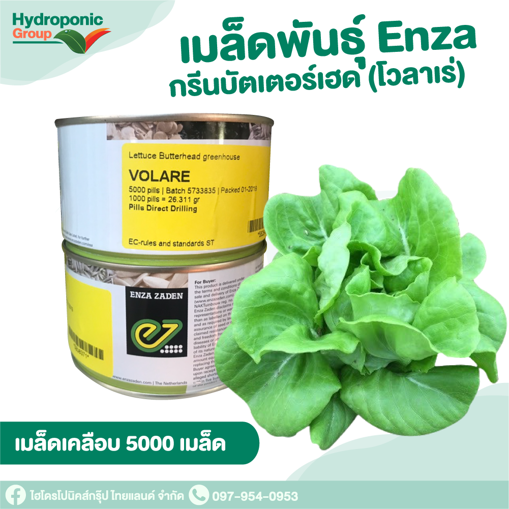 เมล็ดผักสลัด โวลาเร่  5000 เมล็ด Green Butterhead  (Volare) #เมล็ดผักสลัด #ผักสลัด #เมล็ดพันธุ์
