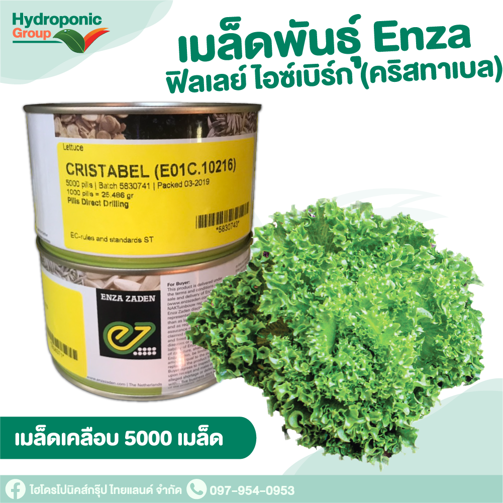 เมล็ดผักสลัด ฟินเลย์  คริสทาเบล 5000 เมล็ด  #เมล็ดผักสลัด #ผักสลัด #เมล็ดพันธุ์ #ปลูกผัก