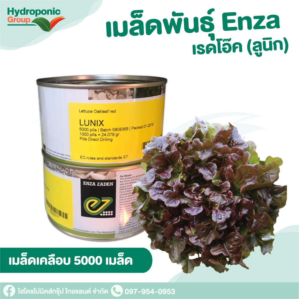 เมล็ดผักสลัด เรดโอ๊ค ลูนิก 5000 เมล็ด  #เมล็ดผักสลัด #ผักสลัด #เมล็ดพันธุ์ #ปลูกผัก