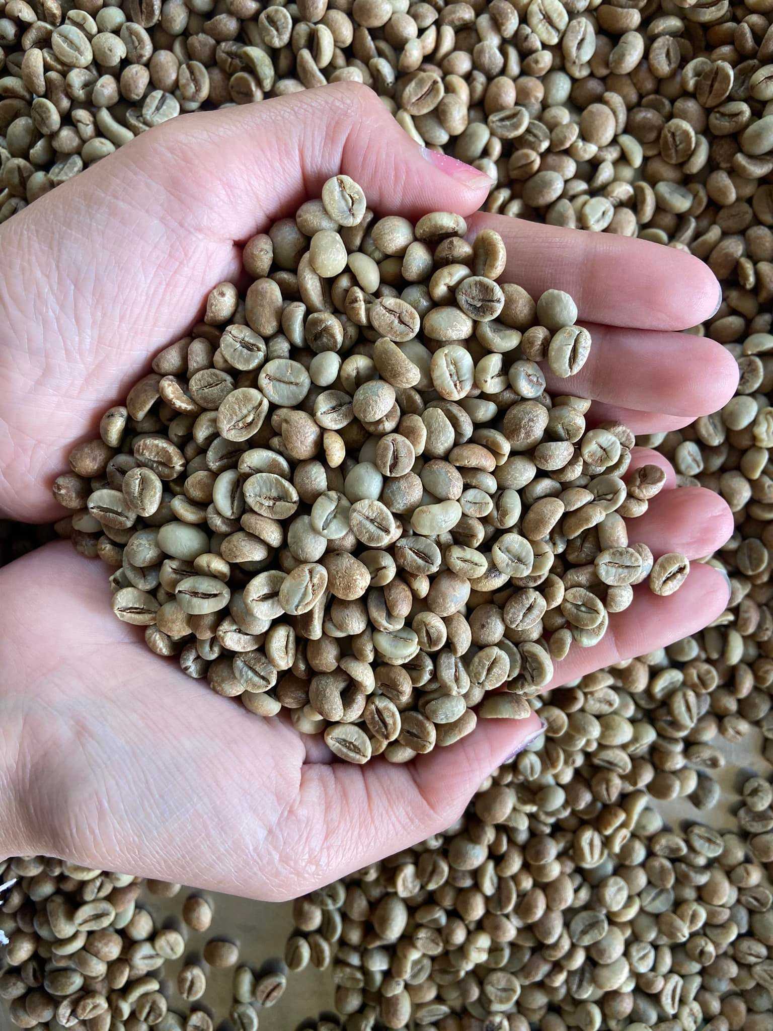 สารกาแฟโรบัสต้า