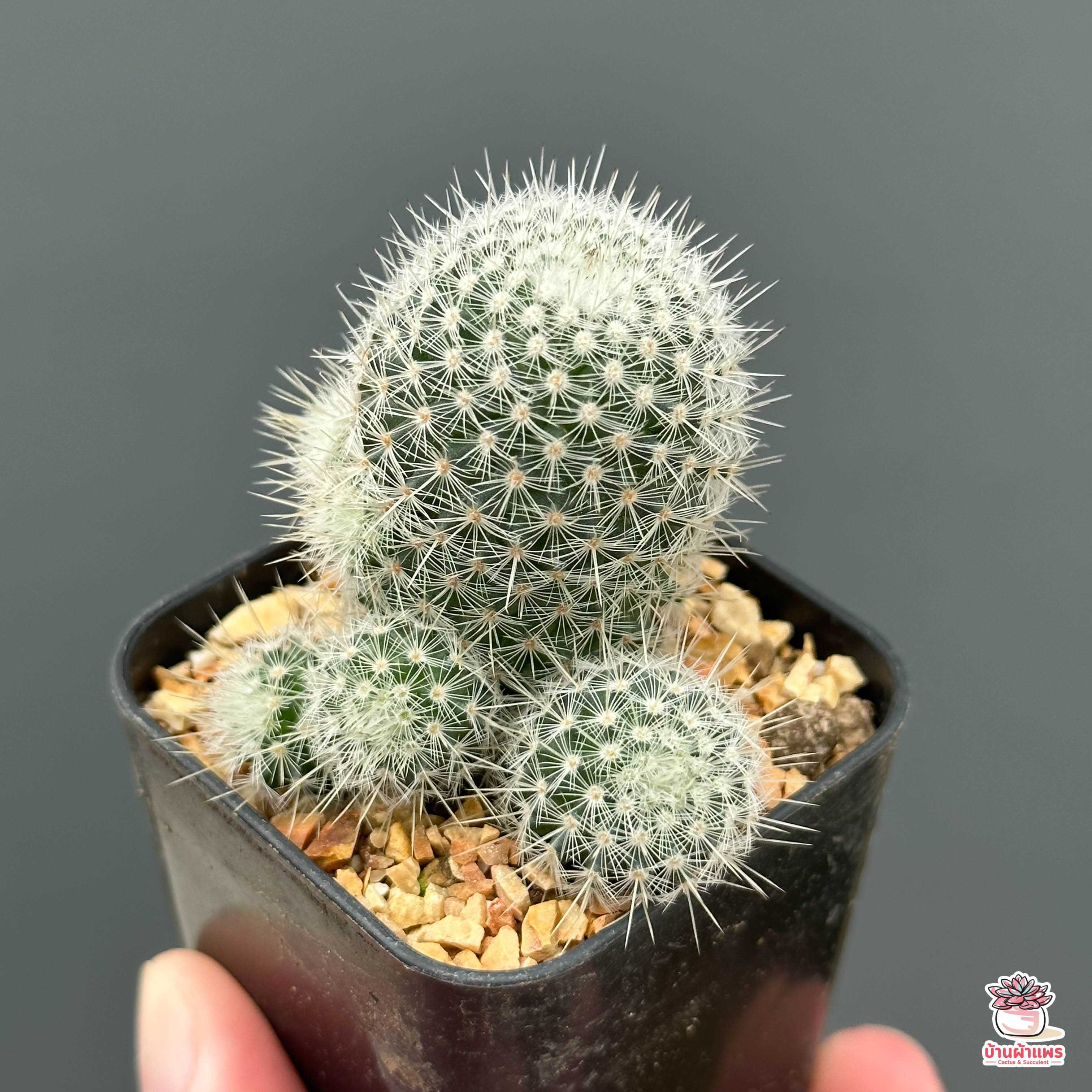 เข็มเงิน Mammillaria germinispina แคคตัส กระบองเพชร cactus&succulent