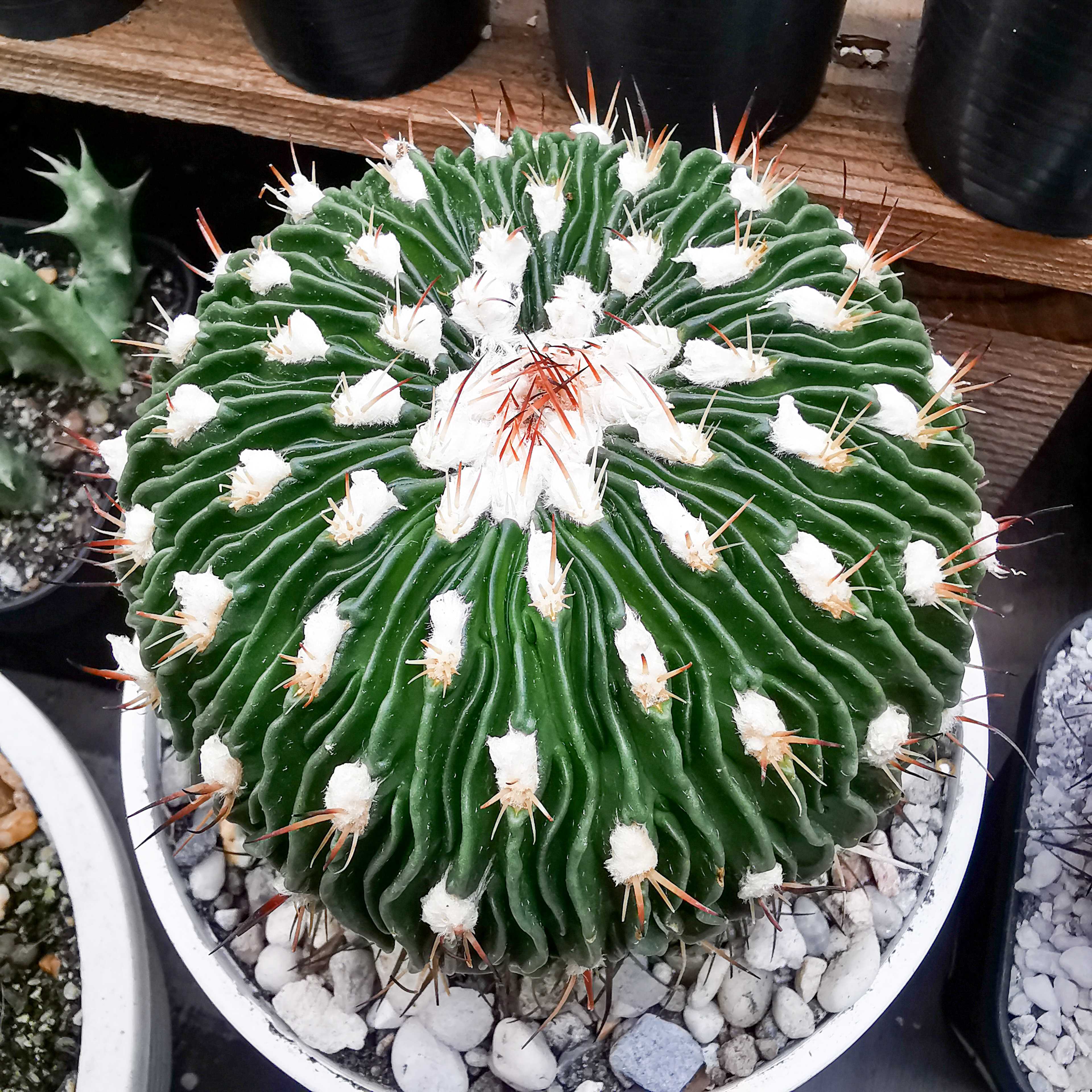 ต้นใหญ่ กระบองเพชรคลื่นสมอง ขนขาวปุยๆ 9.5-10.5 cm (Echinofossulocactus) .