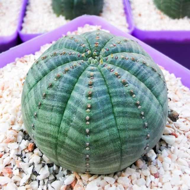 ยูโฟเบีย โอเบซ่า (Euphorbia obesa) ไม้เมล็ด (3.5 cm.)​
