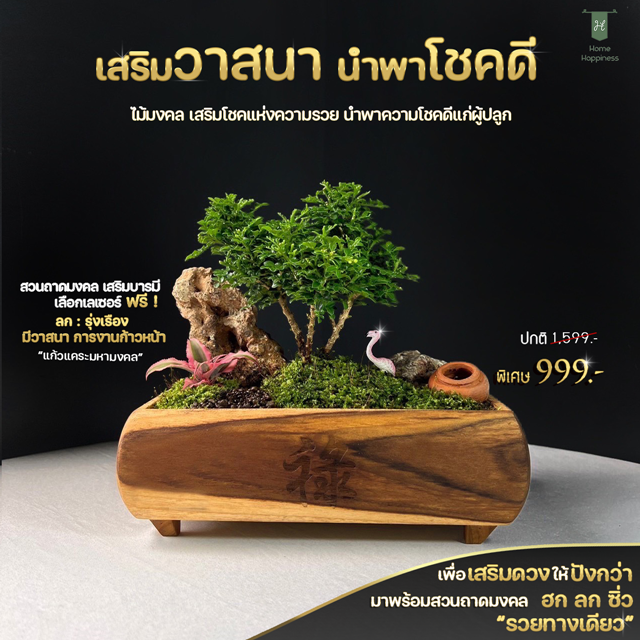 กระถางเรียกทรัพย์(ลก เสริมด้านโชคลาภ)+ไม้มงคลแก้วแคระ