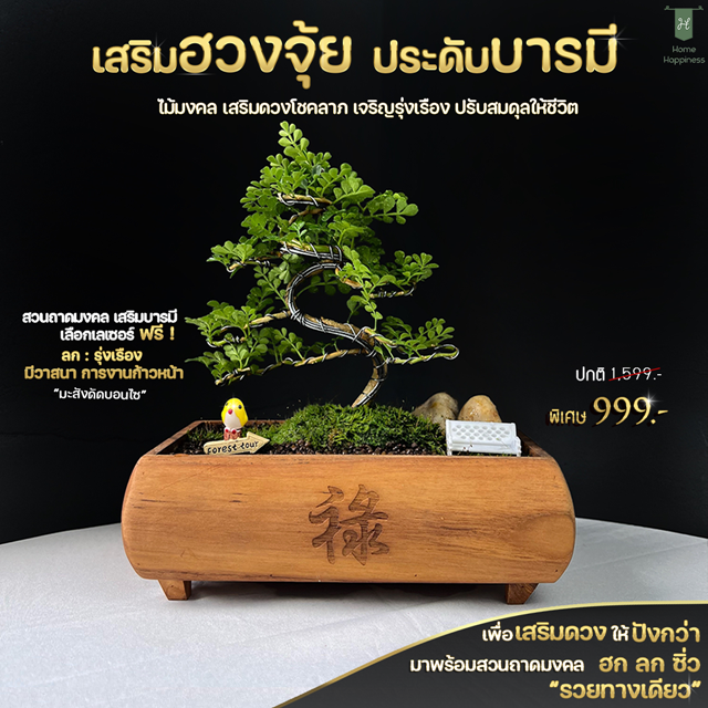 กระถางเรียกทรัพย์(ลก เสริมด้านโชคลาภ) + ไม้มงคลมะสังดัด
