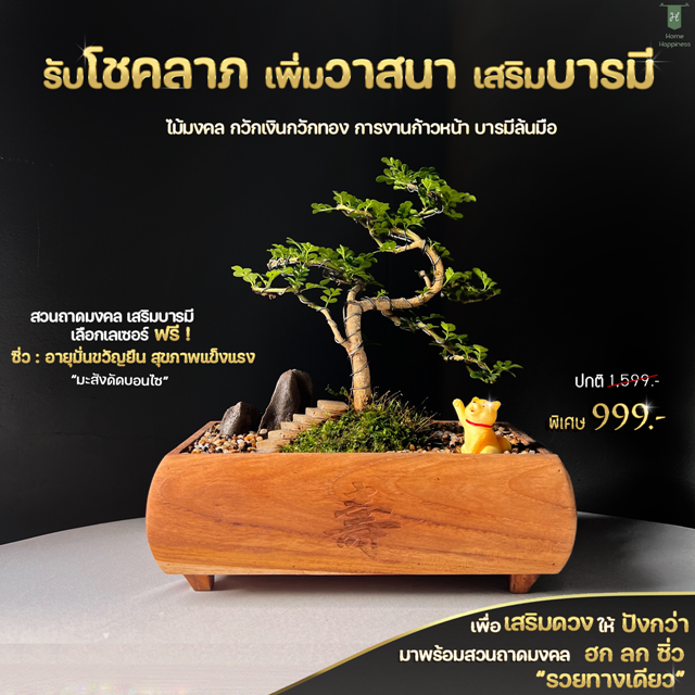 กระถางเรียกทรัพย์(ซิ่ว อายุยืน) + ไม้มงคลมะสังดัด
