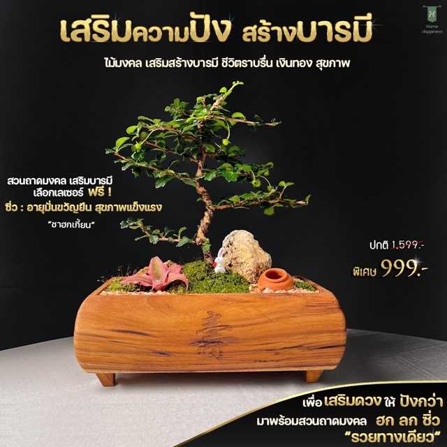 กระถางเรียกทรัพย์(ซิ่ว อายุยืน)+ ไม้มงคลชาฮกเกี้ยน