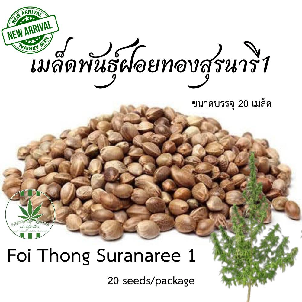 เมล็ดพันธุ์ฝอยทองสุรนารี1 (Foi Thong Suranaree 1)