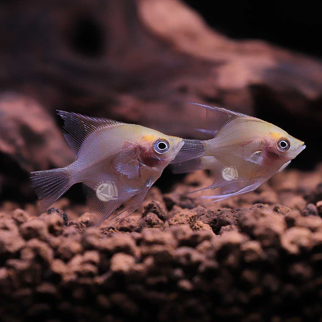 ปลาเทวดาแก้มแดงเผือก (Blushing Platinum Albino Angelfish) ขายเซทละ 2ตัว ไซส์ประมาณ 5cm.