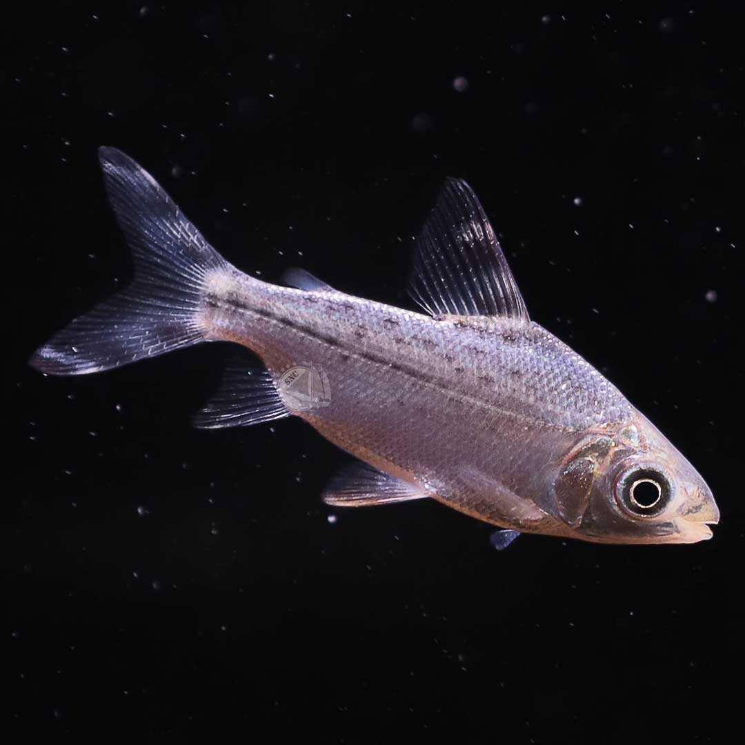ปลาอินซีเน็ตหางแดง (Semaprochilodus Taeniurus) จำนวน 1ตัว ไซส์ประมาณ 5cm.