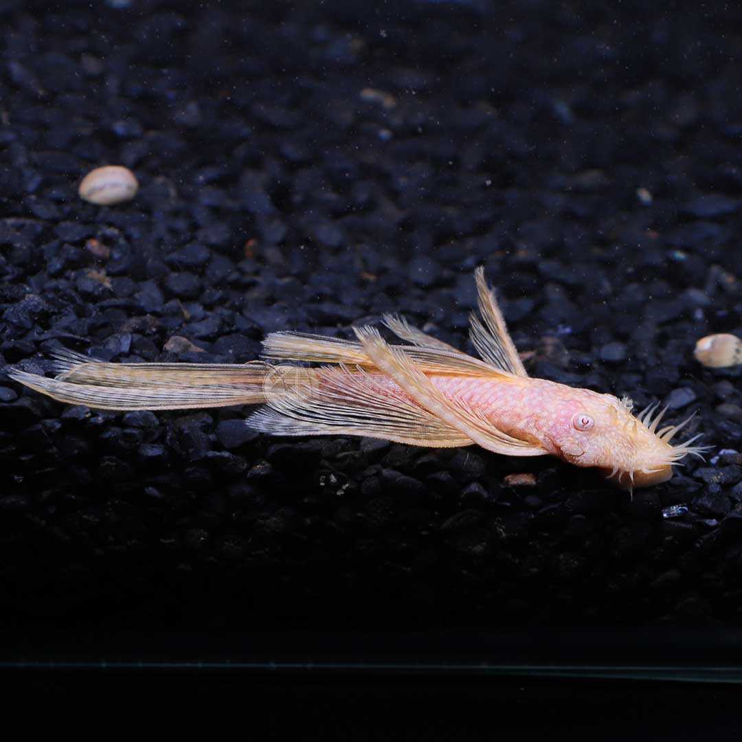 ซัคเกอร์หนวดเผือกหางยาว L-144 (Albino Bristlenose Longfin Pleco) ตัวผู้เต็มวัย จำนวน 1ตัว ไซส์ 9cm.