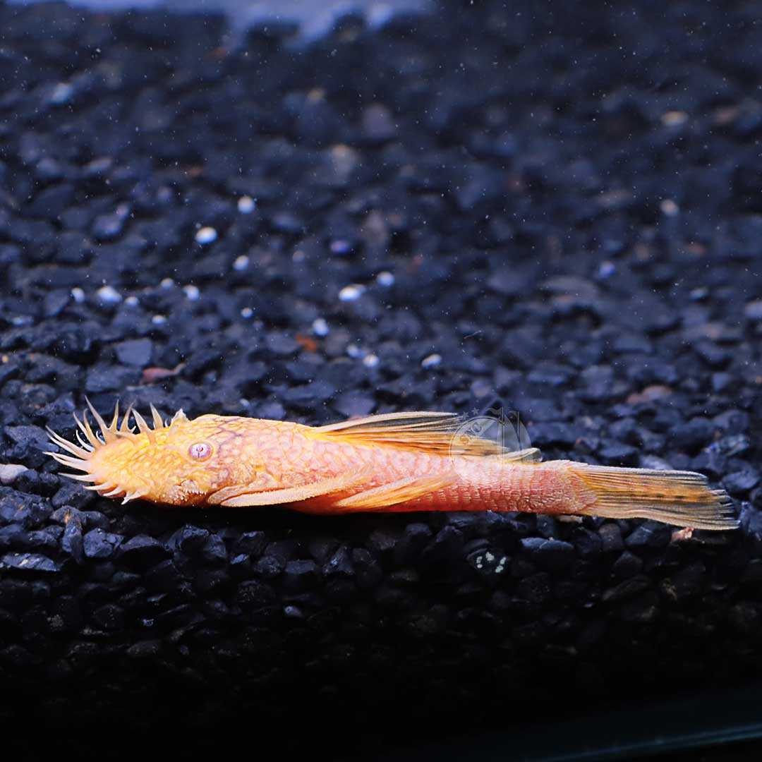 ซัคเกอร์หนวดเผือกหนวดหางสั้น L-144 (Albino Bristlenose Pleco) ตัวผู้เต็มวัย จำนวน 1ตัว ไซส์ 7cm.