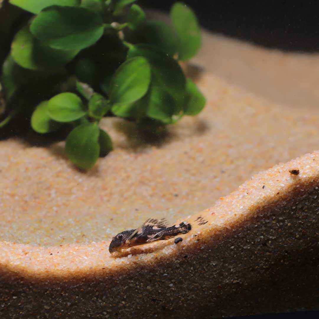 ซัคเกอร์ L-25 (Pseudacanthicus Pirarara L-25) จำนวน 1 ตัว ไซส์ 2.5cm.