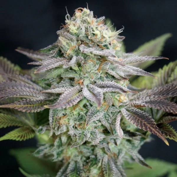 เมล็ด Blue Dream Auto (ออโต้)