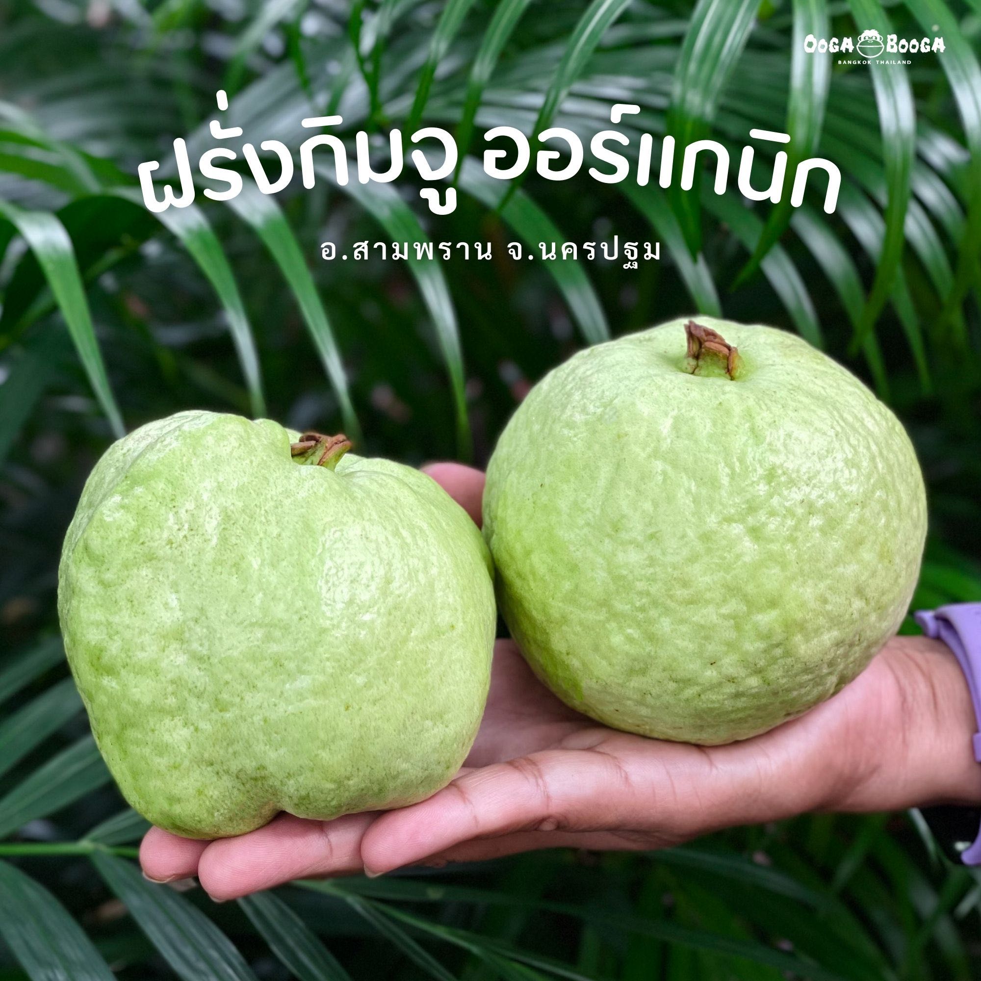 ฝรั่งกิมจู ออร์แกนิก จ.นครปฐม