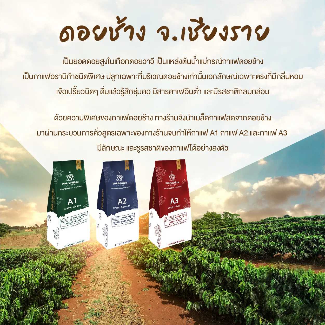 เมล็ดกาแฟอราบิก้า100% โปรไฟล์ A2 คั่วกลาง-เข้ม 5Kg. ( 20 ถุง )