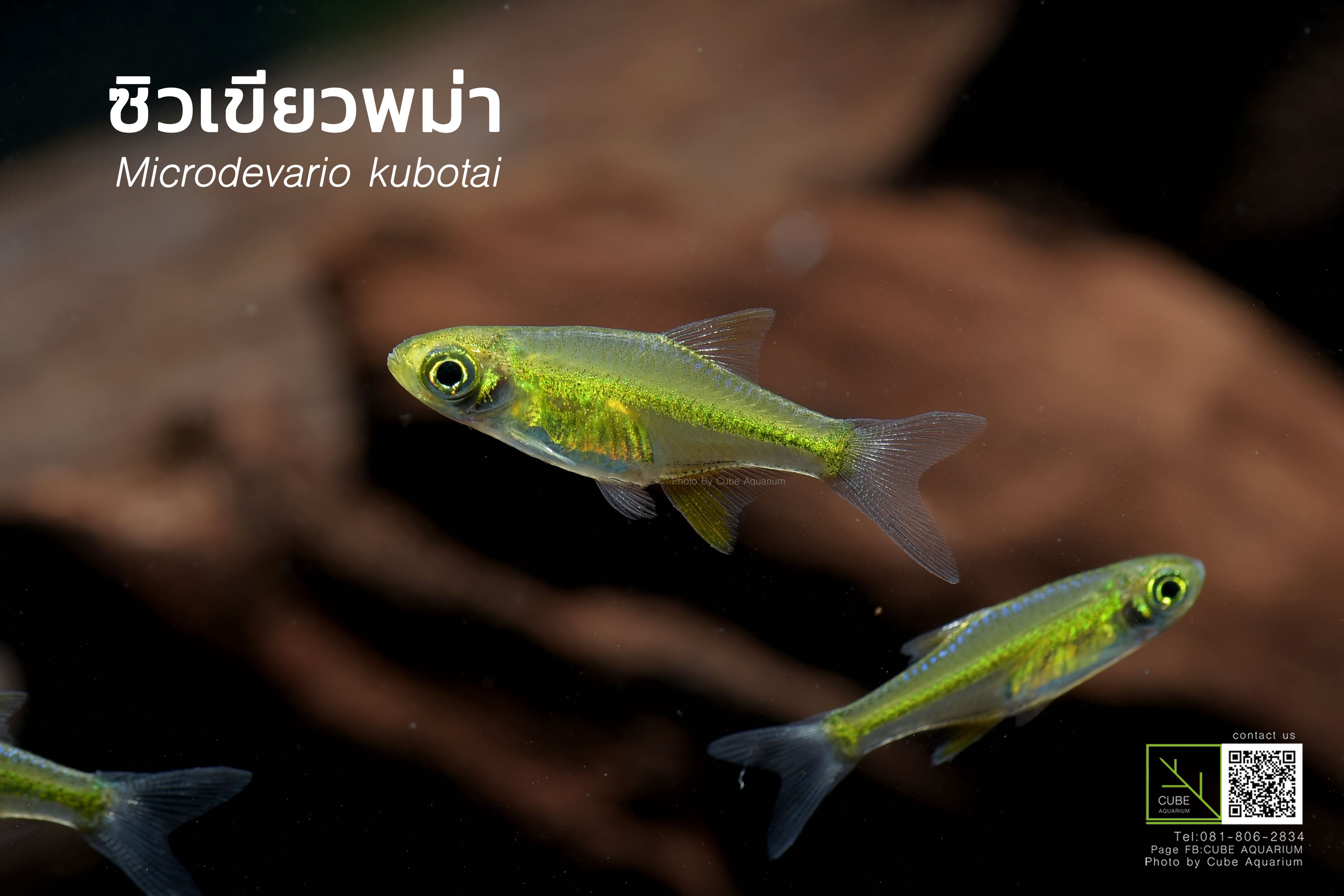 ซิวเขียว Microdevario kubotai