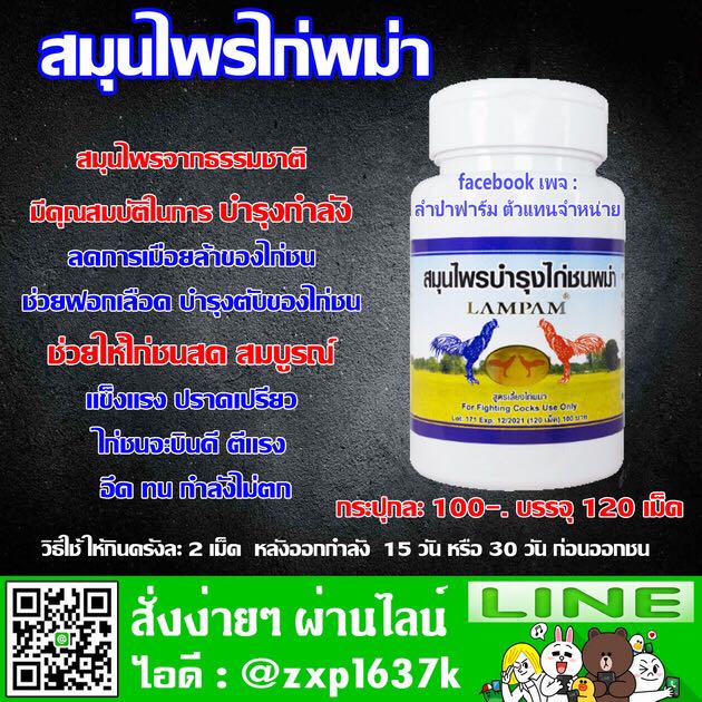 สมุนไพรไก่พม่า