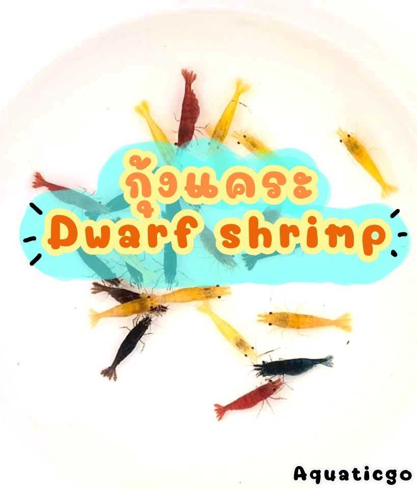 กุ้งแคระ เซต 5 ตัว Dwarf shrimp เลือกสีได้