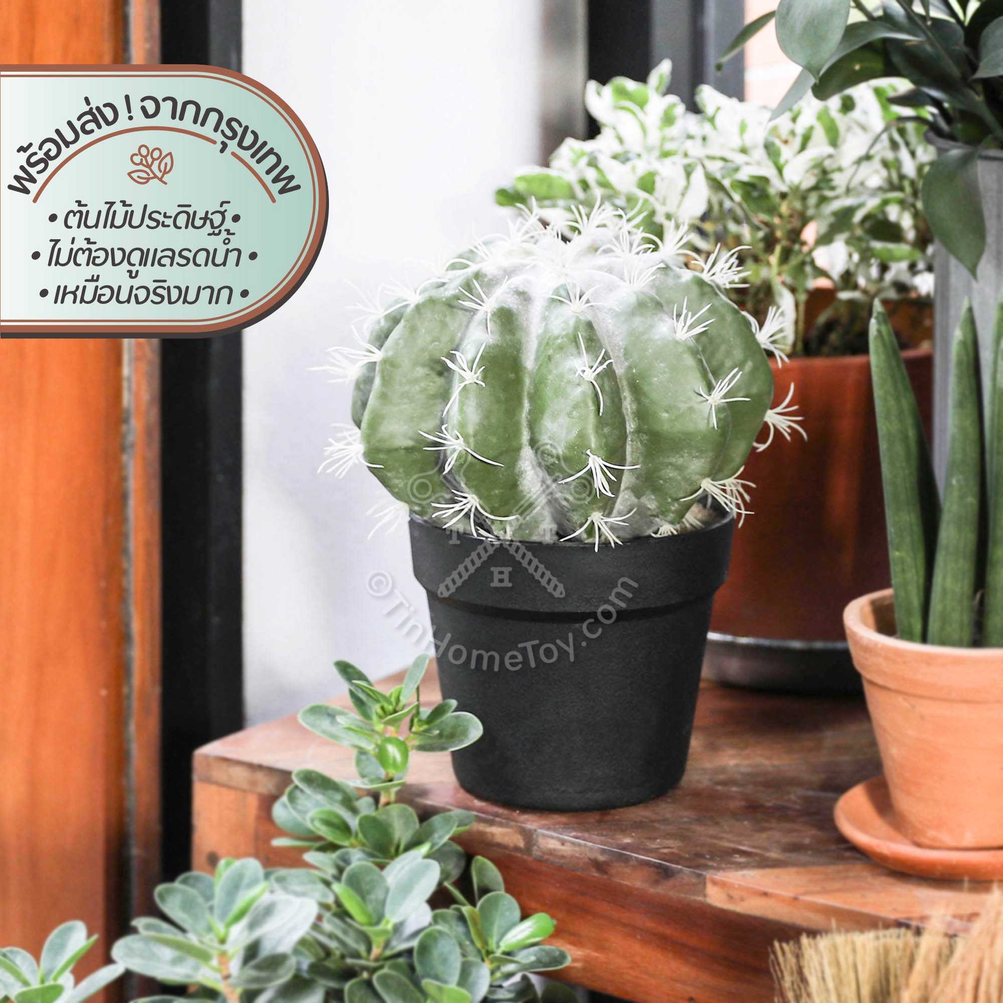 คราวน์แคคตัส ต้นกระบองเพชรเทียม | Faux Crown Cactus