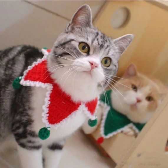 xmas collection - ปลอกคอเจ้าต้นคริสต์มาส