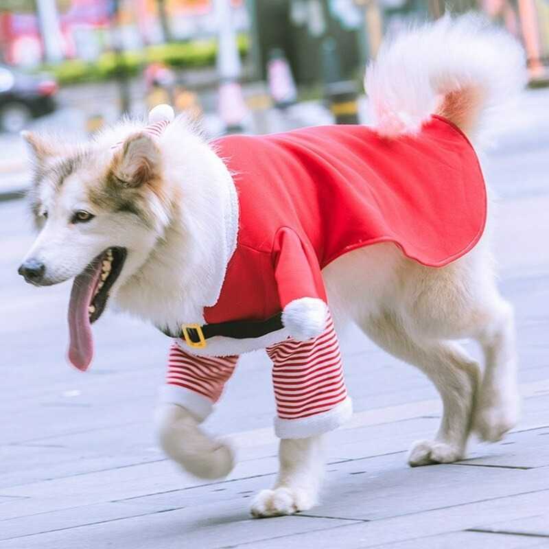 xmas collection - ชุดซานต้า สำหรับหมาใหญ่