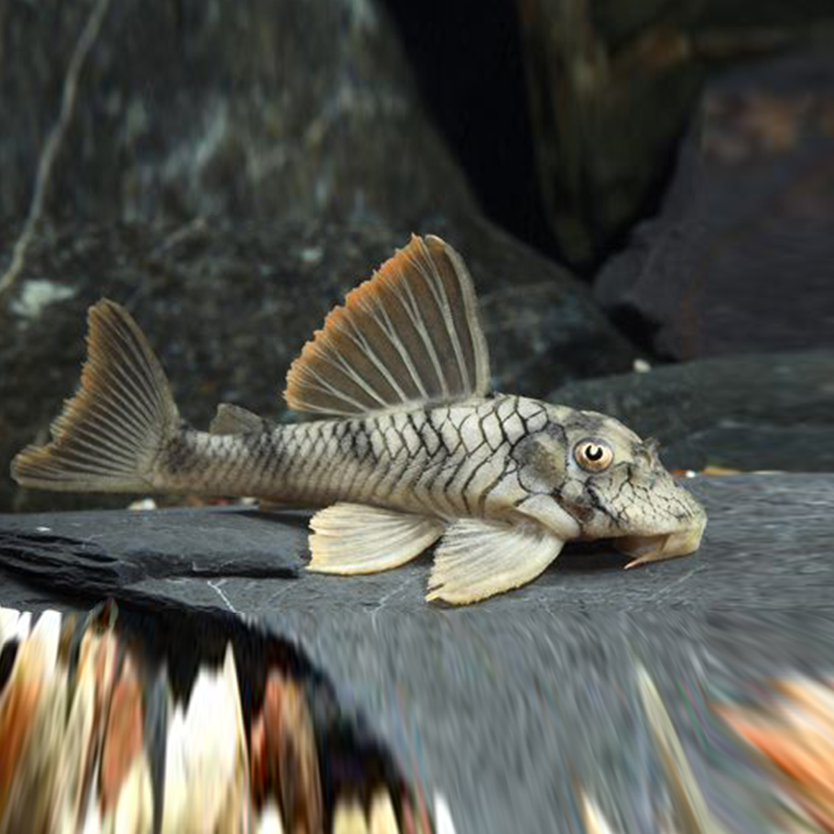 An Image