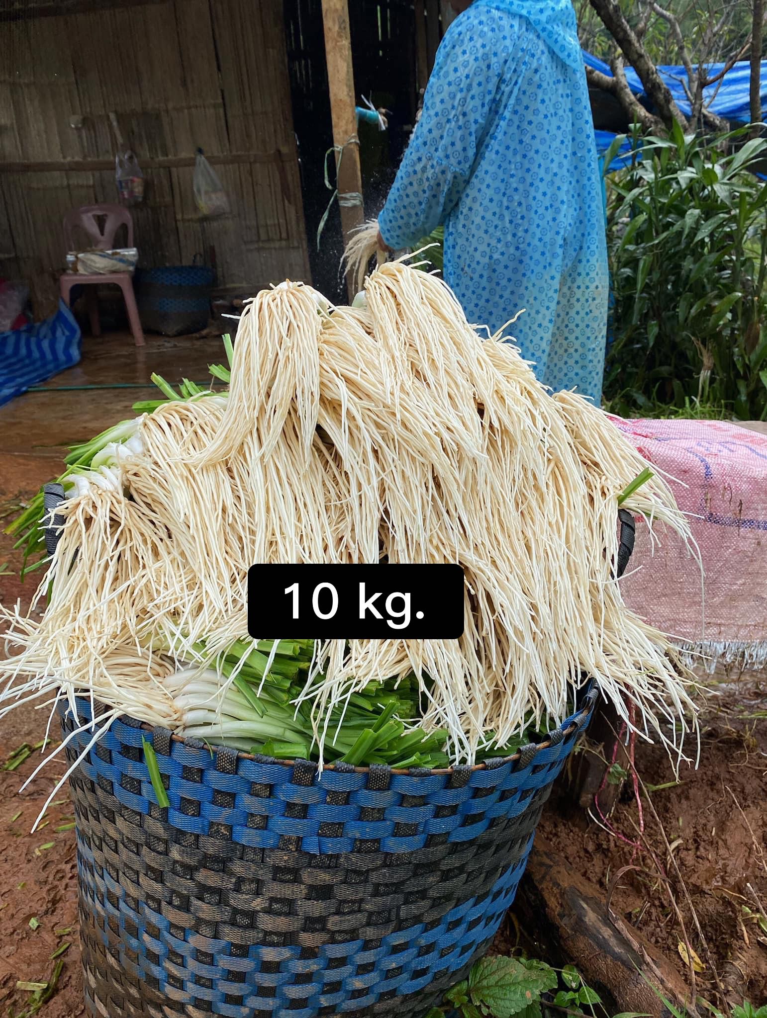 รากซู Hookeri 10 kg. 