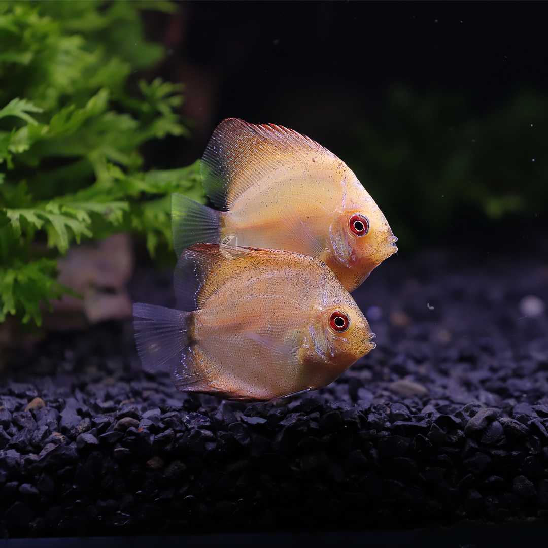 ปลาปอมปาดัวร์ (Siam Gold Discus) จำนวน 1ตัว ไซส์ประมาณ 4cm.