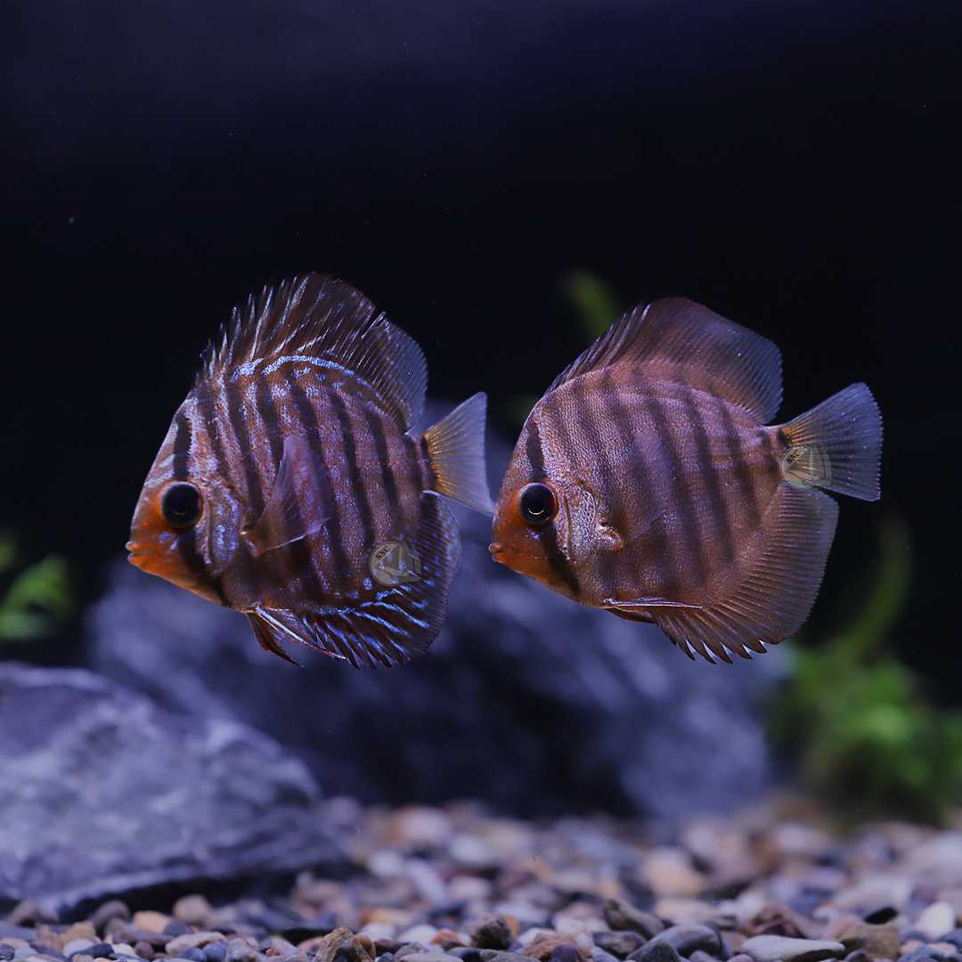 ปลาปอมปาดัวร์ (Red Snakeskin Discus) จำนวน 1ตัว ไซส์ประมาณ 5cm.