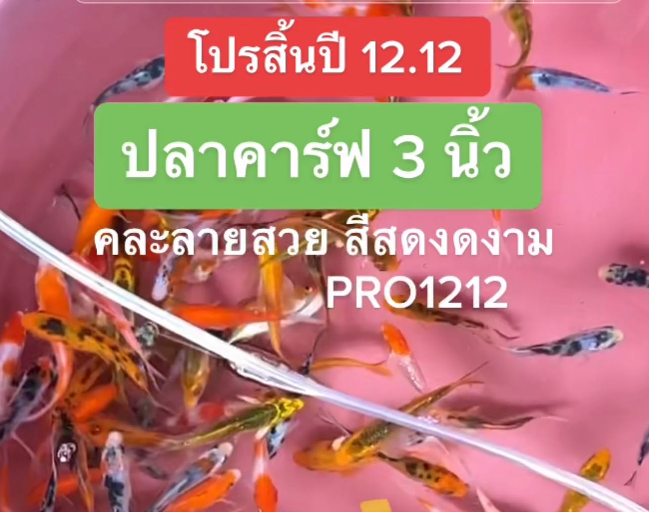 โปรโมชั่น คาร์ฟ 3 นิ้ว 10 ตัว 169  บาท