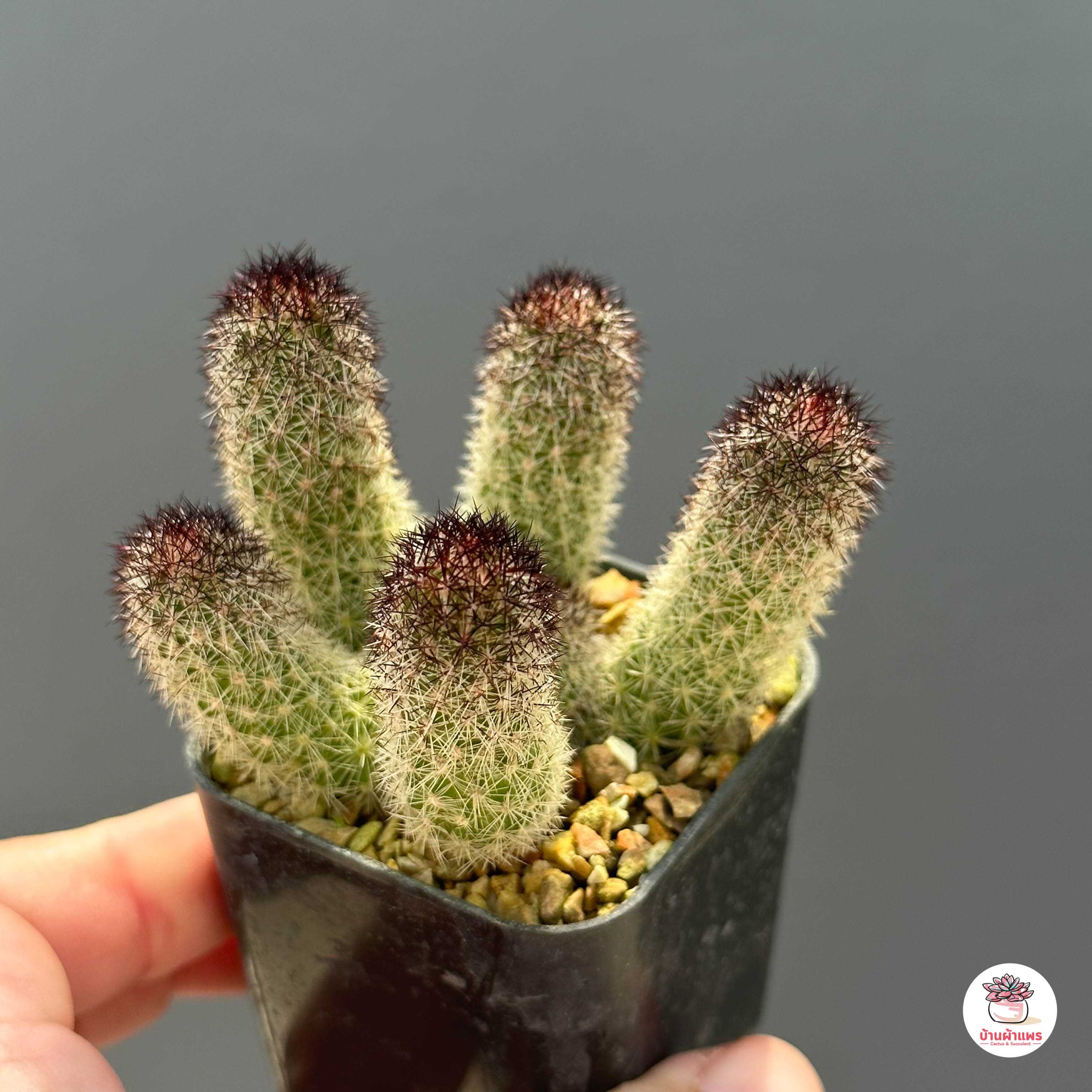นิ้วดำ นิ้วญี่ปุ่น Mammillaria sphacelata แคคตัส กระบองเพชร cactus&succulent