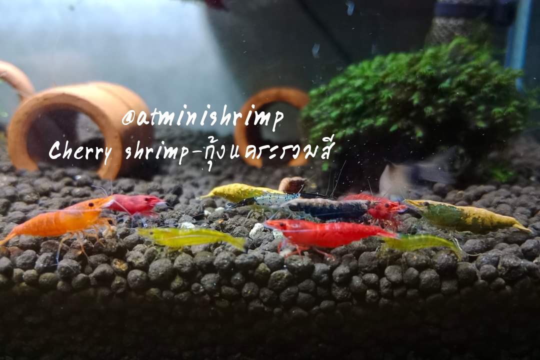 กุ้งแคระคัดเกรดรวมสี 20 ตัว