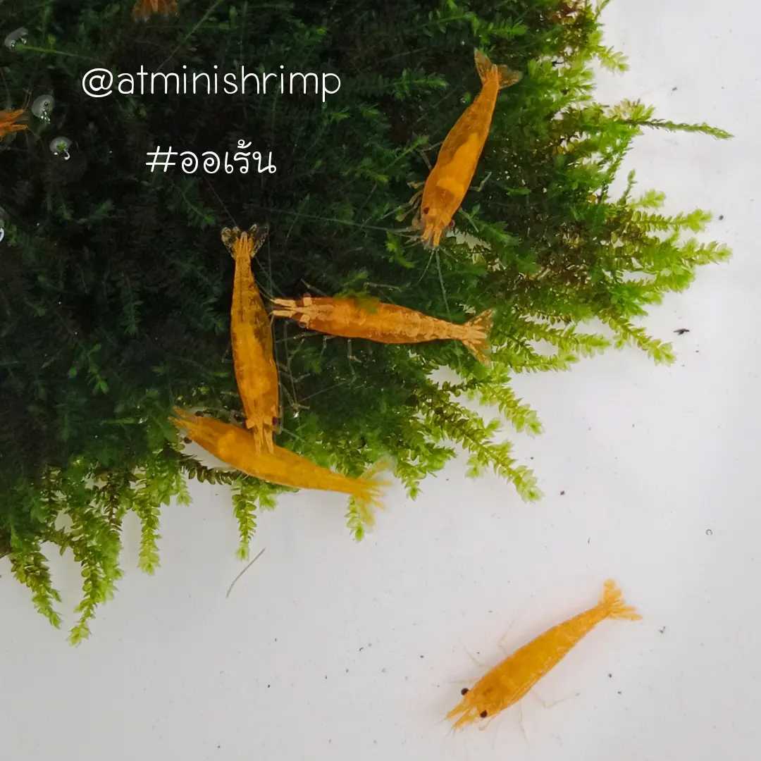 กุ้งแคระสีส้ม