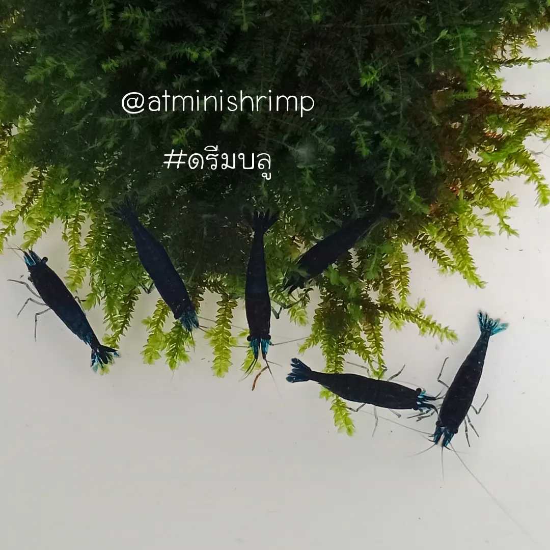 กุ้งแคระดรีมบลู