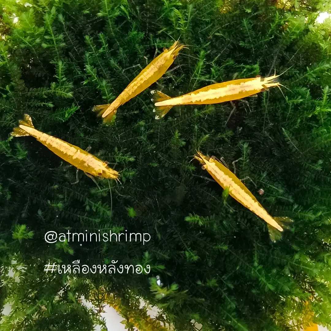 กุ้งแคระเหลืองหลังทอง