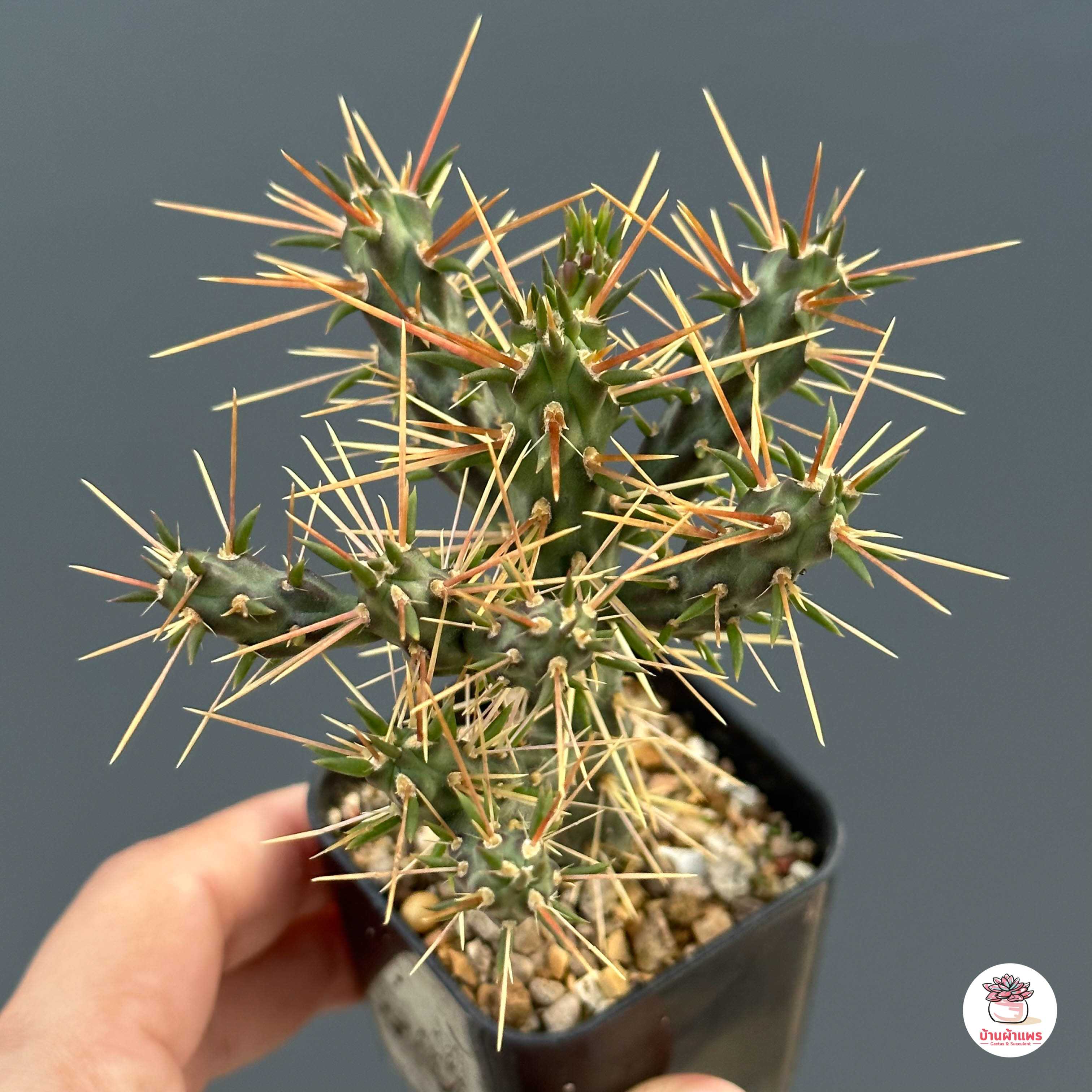 หนามดูด หนามโหด #กระถาง 2 นิ้ว Cylindropuntia hystrix แคคตัส กระบองเพชร cactus&succulent