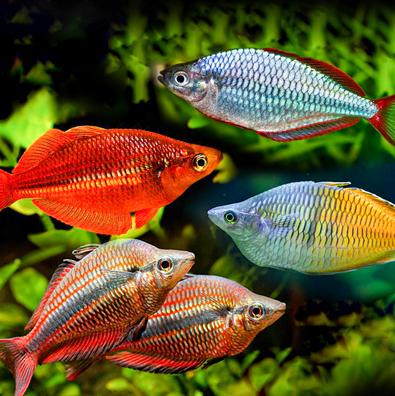 | ปลาเรนโบว์ : Rainbow Fish | LINE SHOPPING
