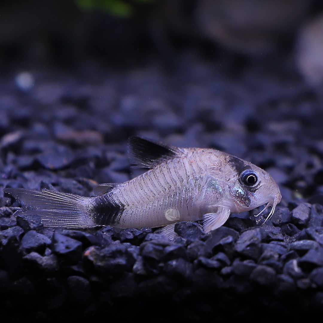 ปลาแพะแพนด้า (Panda Corydoras) ขายเซทละ 2ตัว ไซส์ XL 3.5cm.