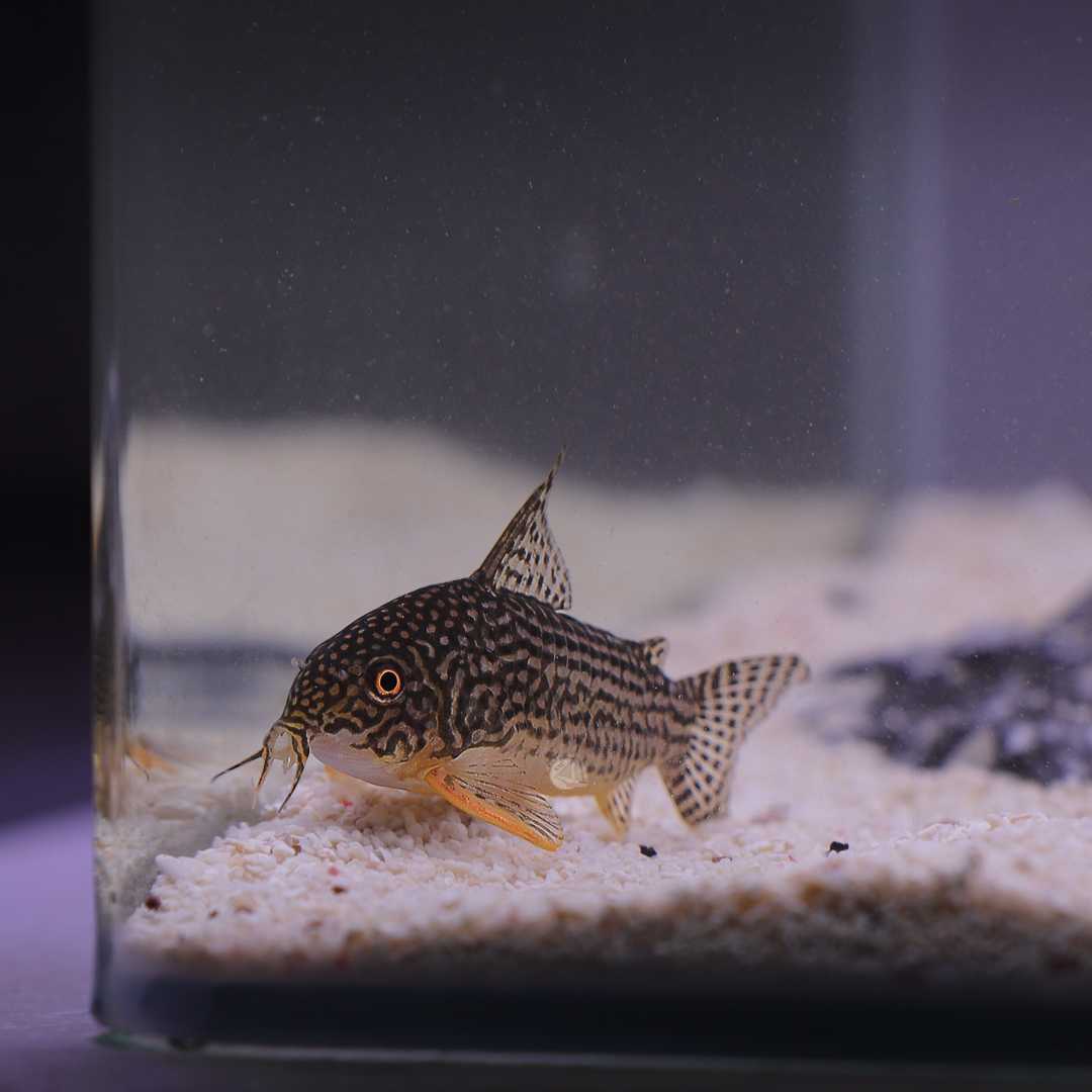 ปลาแพะสเตอร์ไบร์ (Sterbai Corydoras) ขายเซทละ 2ตัว ไซส์ XL 4cm.