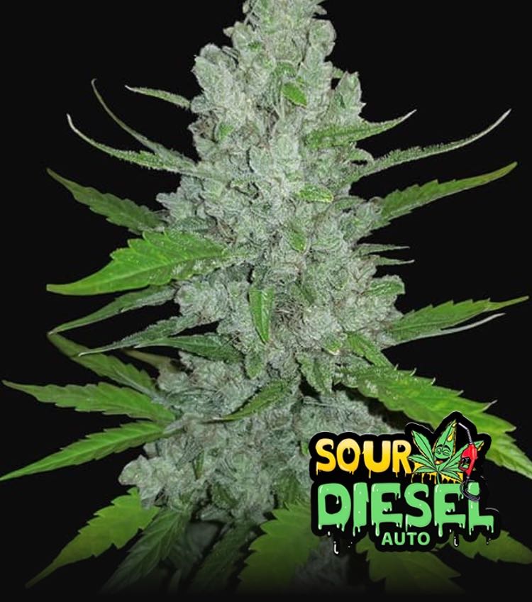 เมล็ด Sour Diesel Auto (ออโต้)