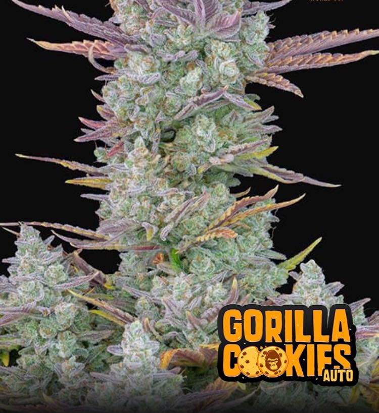 เมล็ด Gorilla Cookies Auto (ออโต้)