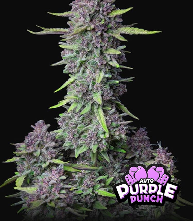 เมล็ด Purple Punch Auto (ออโต้)