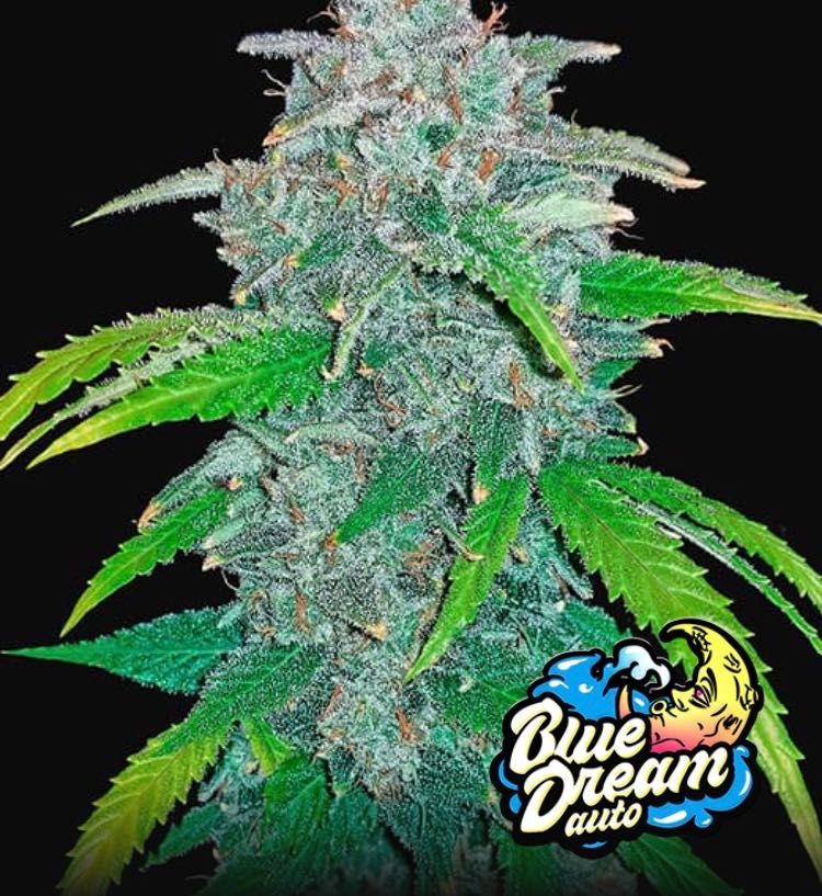 เมล็ด Blue Dream Auto (ออโต้)