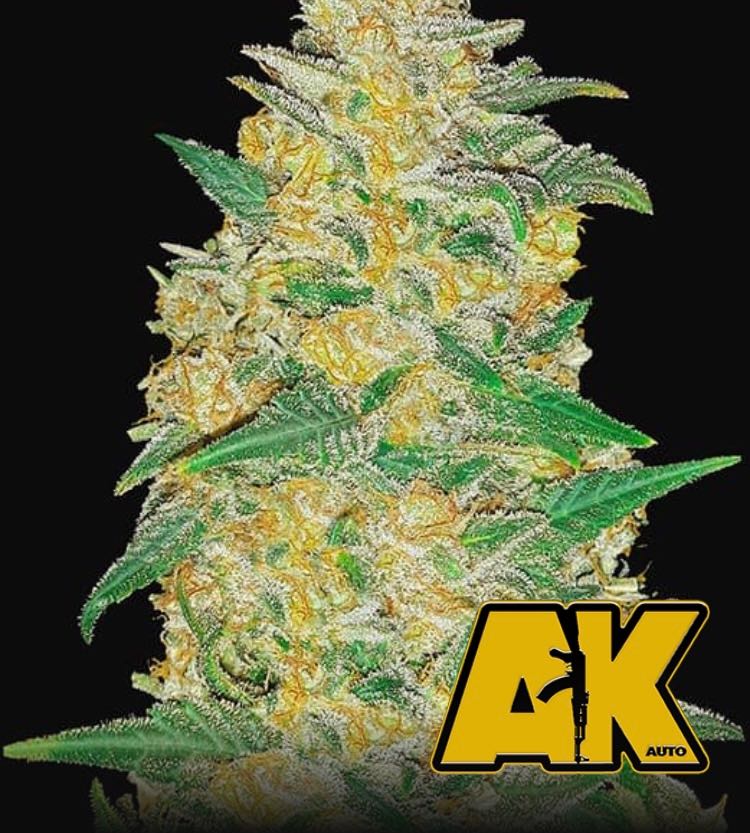 เมล็ด AK Auto (ออโต้)