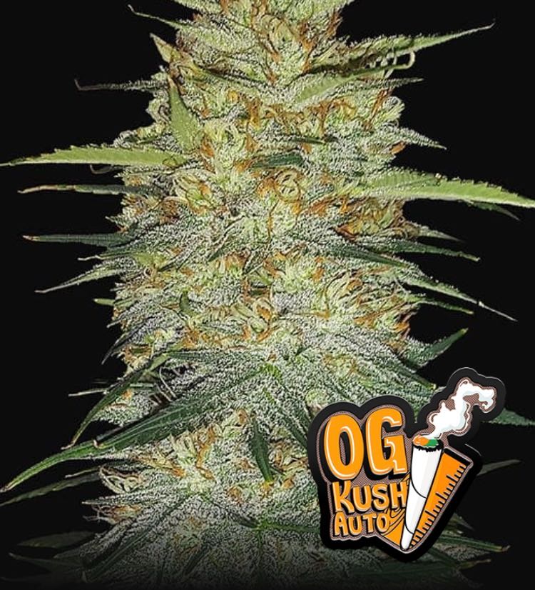 เมล็ด OG Kushh  Auto (ออโต้)