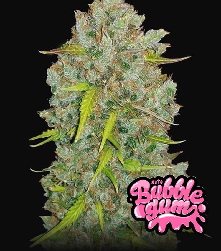 เมล็ด BubbleGum Auto (ออโต้)