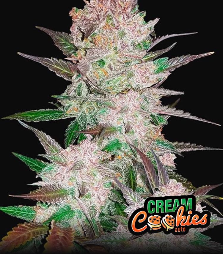 เมล็ด Cream Cookies Auto (ออโต้)