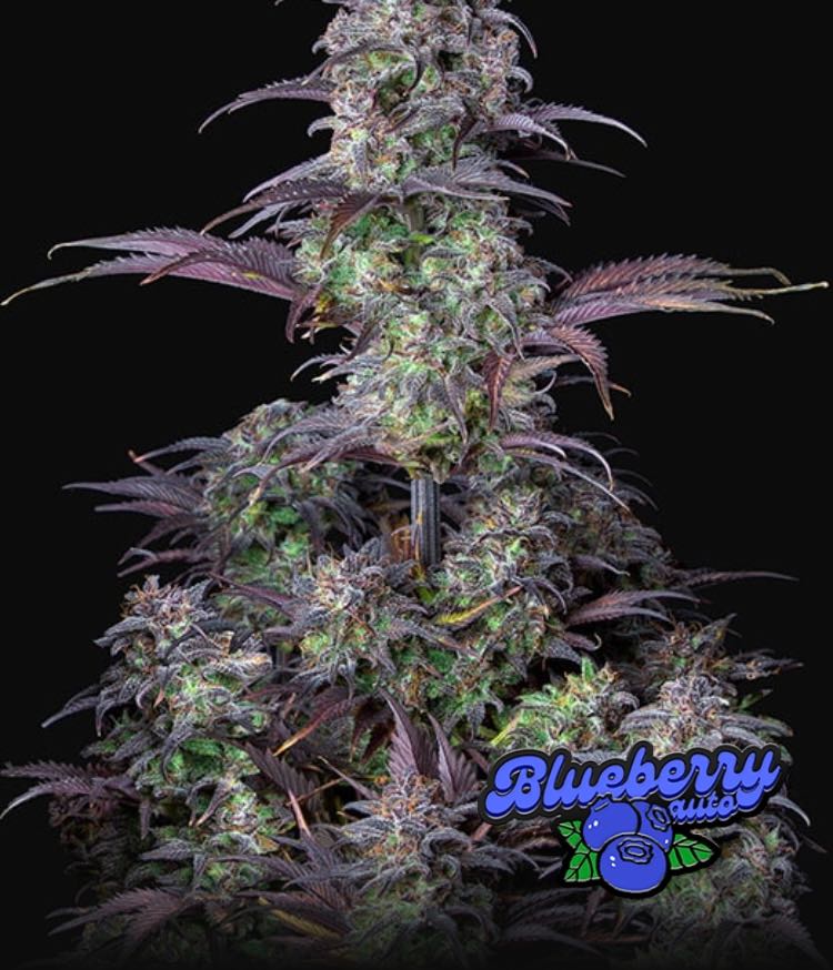 เมล็ด Blueberry Auto (ออโต้)